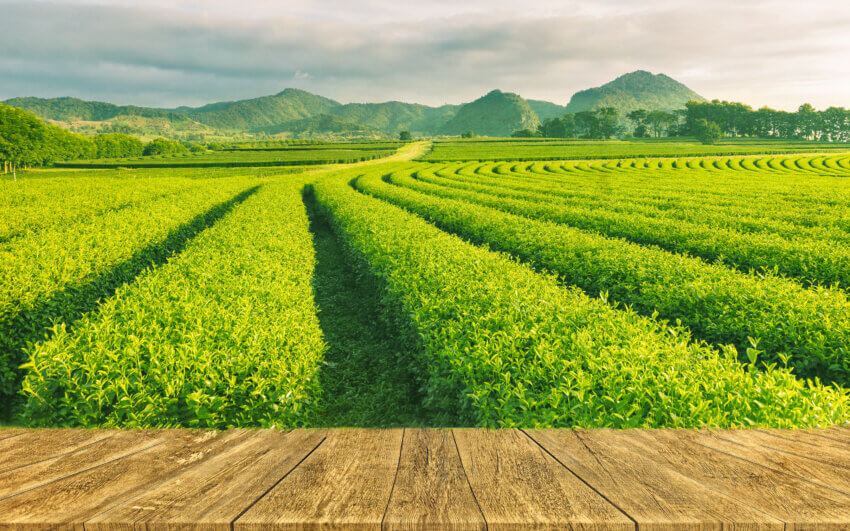 Grüner Tee Plantage