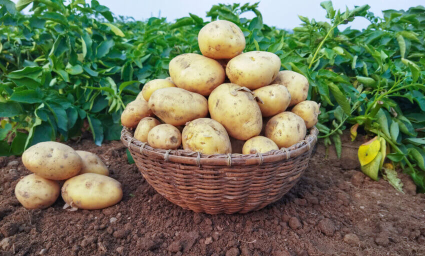 Für Pommes sind frites mehlige Kartoffeln ideal