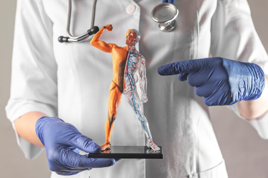 Anatomie der Arterie und der Venen