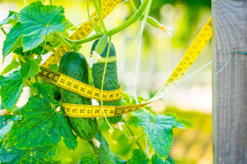 Essiggurken und ihre Auswirkungen auf unsere Gesundheit - apotheken welt