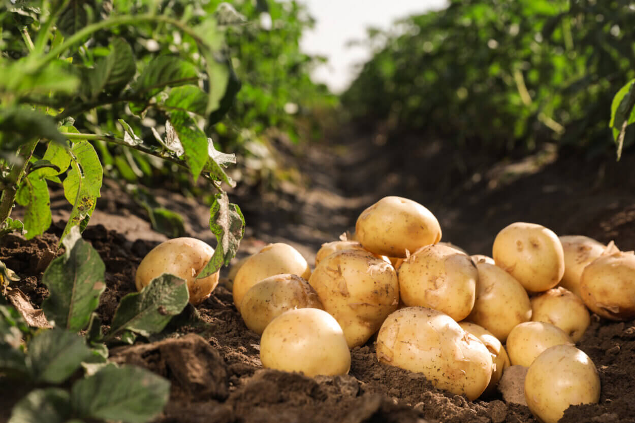 Kartoffeln frisch geerntet