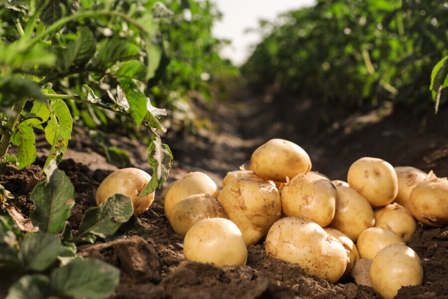 Kartoffeln frisch geerntet