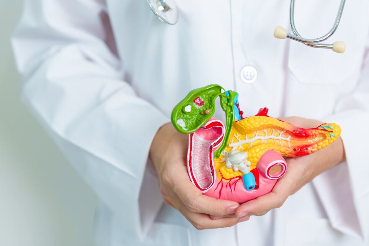 Arzt mit menschlichem Bauchspeicheldrüse