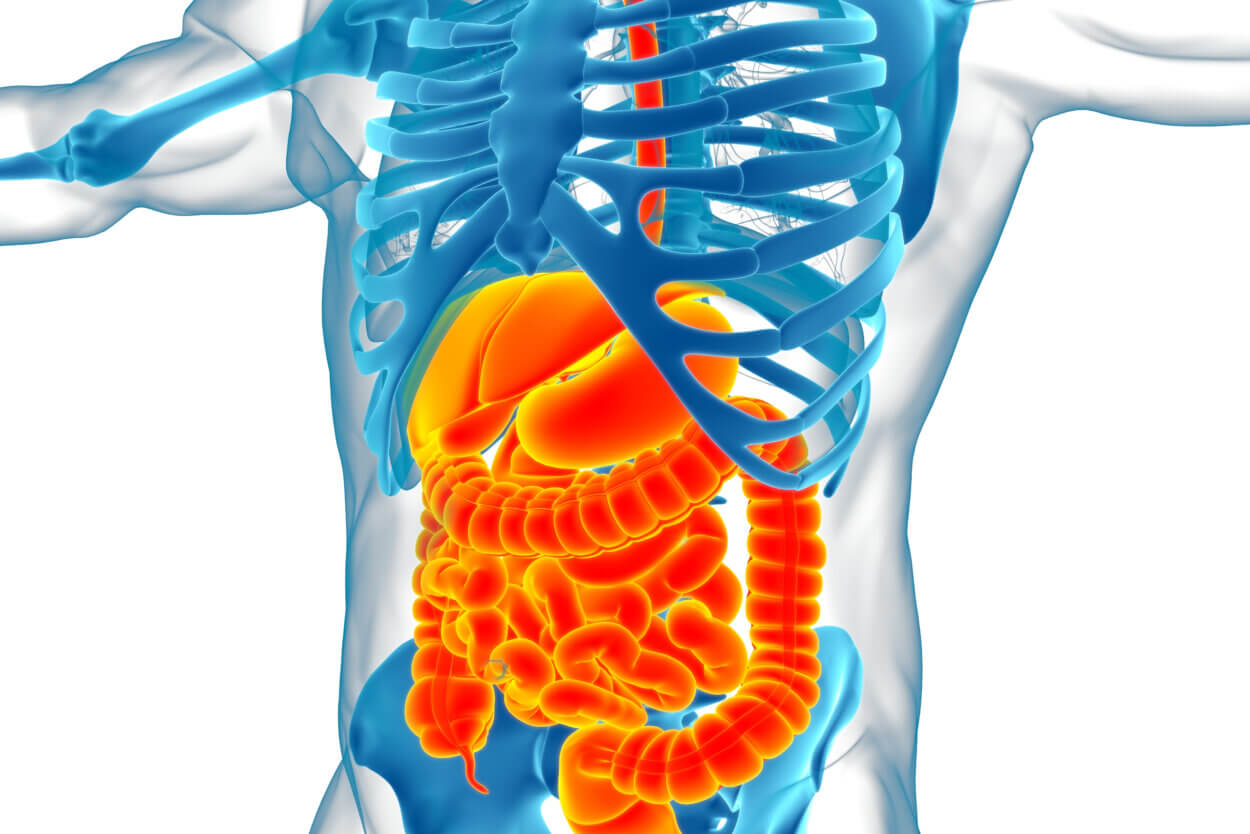 Eine gesunde Verdauung für die Gesundheit